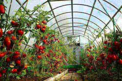 is it possible to grow eggplants and tomatoes in the same greenhouse