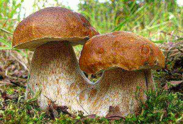 is it possible to grow porcini mushrooms at home