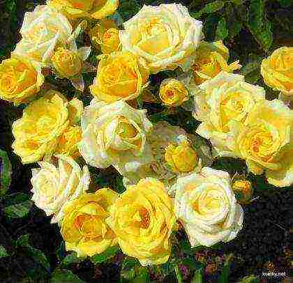 is it possible to grow hybrid tea roses in pots at home