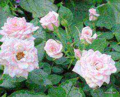 is it possible to grow hybrid tea roses in pots at home