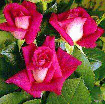 is it possible to grow hybrid tea roses in pots at home