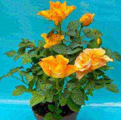 is it possible to grow hybrid tea roses in pots at home