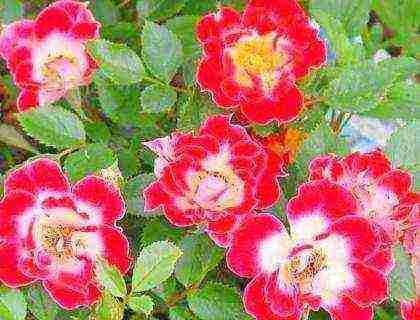 is it possible to grow hybrid tea roses in pots at home