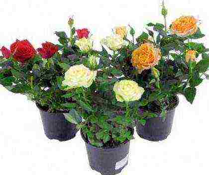 is it possible to grow hybrid tea roses in pots at home