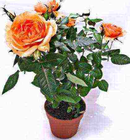 is it possible to grow hybrid tea roses in pots at home