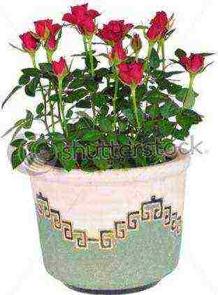 is it possible to grow hybrid tea roses in pots at home