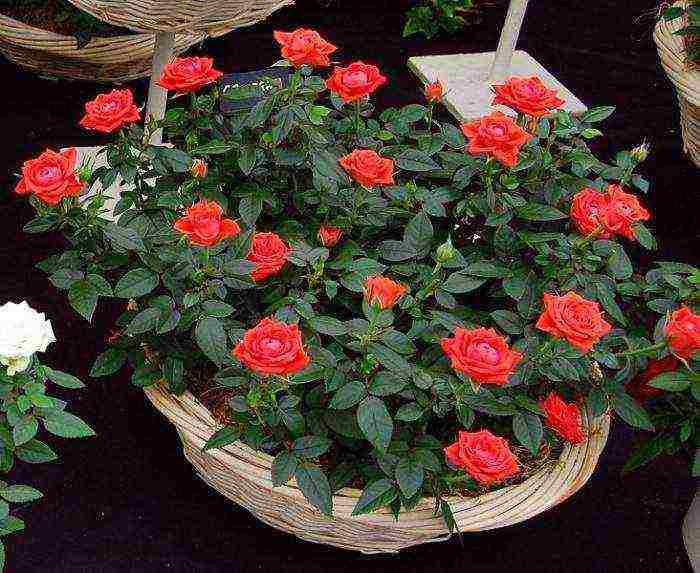 is it possible to grow hybrid tea roses in pots at home