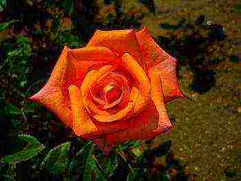 is it possible to grow hybrid tea roses in pots at home