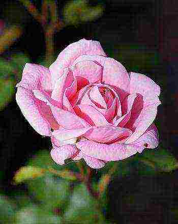 is it possible to grow hybrid tea roses in pots at home