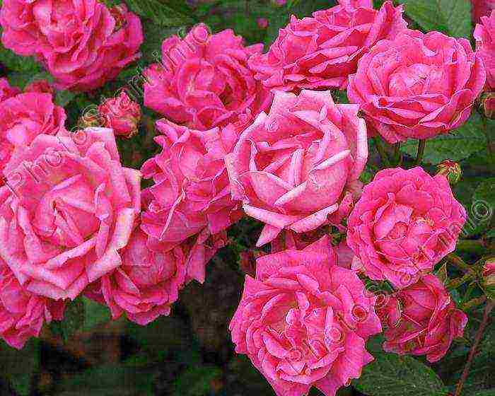 is it possible to grow hybrid tea roses in pots at home