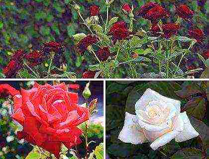 posible bang palaguin ang mga hybrid tea roses sa mga kaldero sa bahay