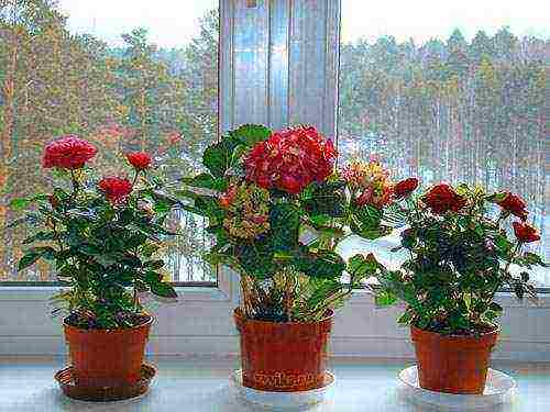 is it possible to grow hybrid tea roses in pots at home