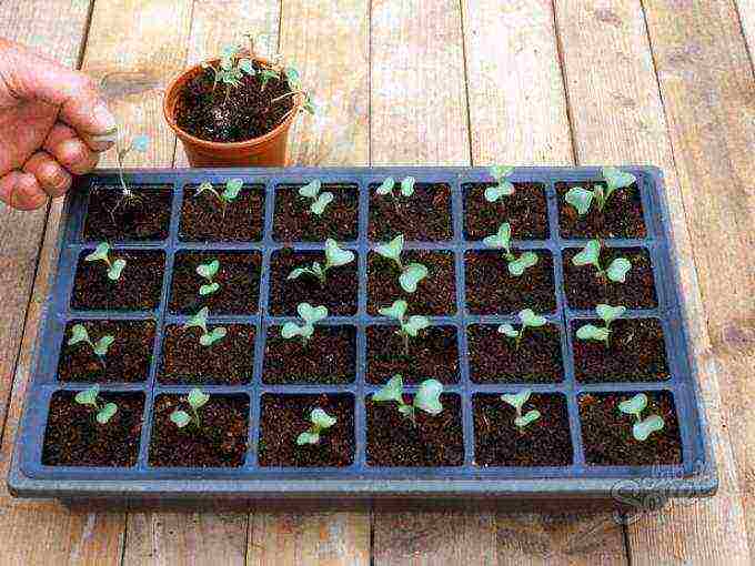 is it possible to grow ornamental cabbage at home in a pot