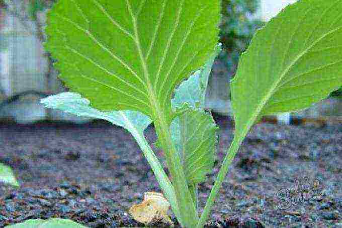 is it possible to grow ornamental cabbage at home in a pot