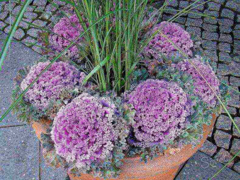 is it possible to grow ornamental cabbage at home in a pot