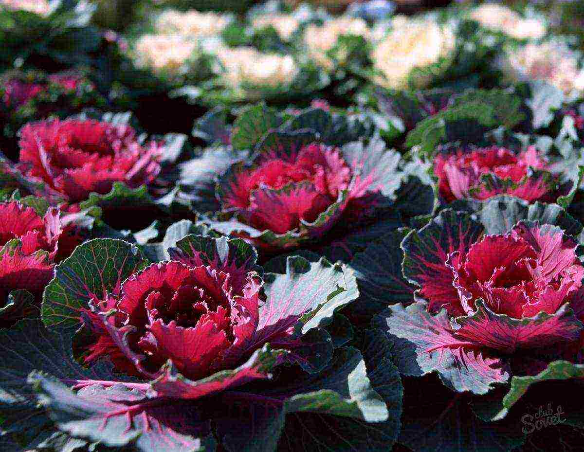 is it possible to grow ornamental cabbage at home in a pot