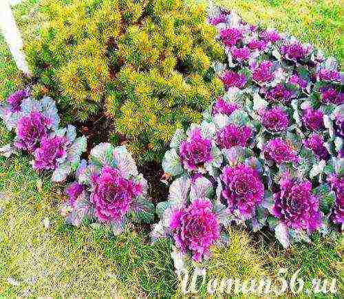 is it possible to grow ornamental cabbage at home in a pot