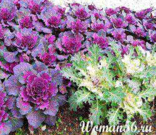 is it possible to grow ornamental cabbage at home in a pot