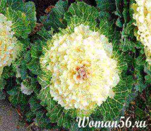 is it possible to grow ornamental cabbage at home in a pot