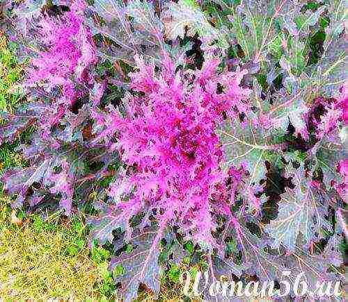 is it possible to grow ornamental cabbage at home in a pot