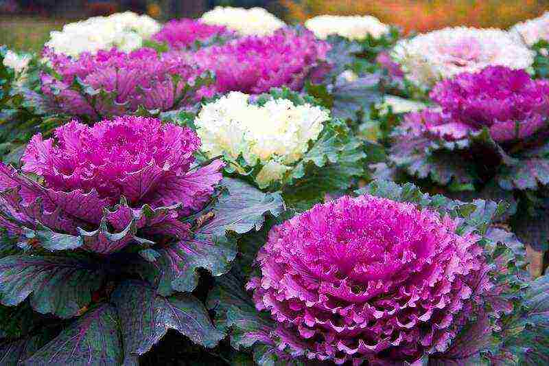 is it possible to grow ornamental cabbage at home in a pot