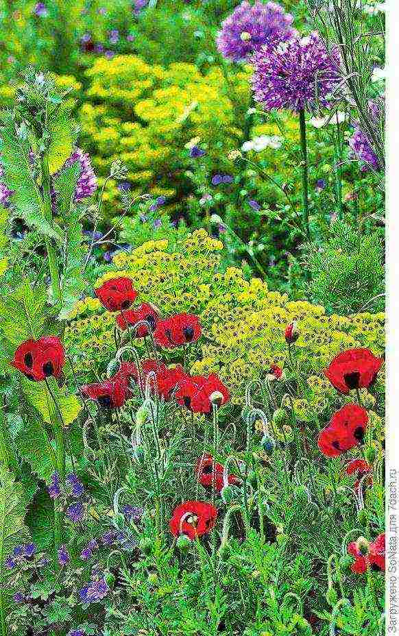 is it possible to grow a decorative poppy in the garden