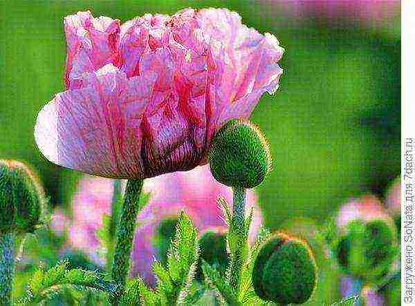 is it possible to grow a decorative poppy in the garden