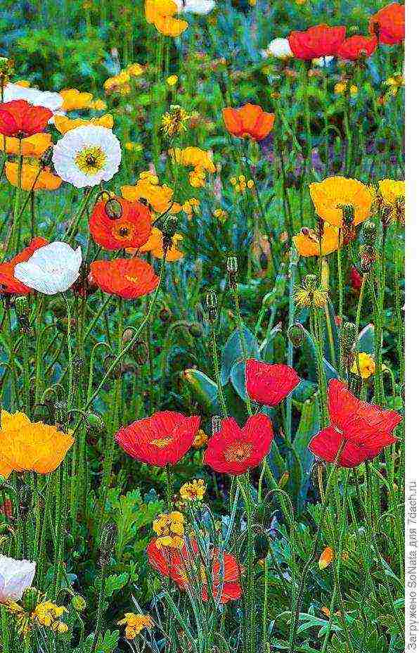 is it possible to grow a decorative poppy in the garden