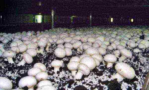 is it possible to grow mushrooms in the basement of an apartment building