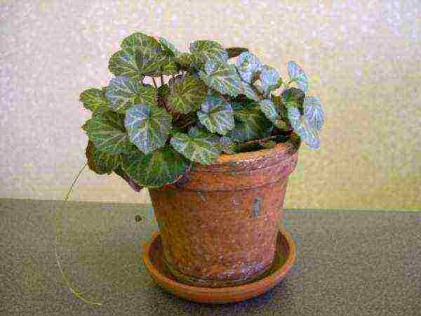 is it possible to grow saxifrage at home