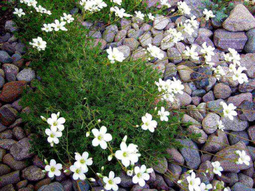 is it possible to grow saxifrage at home