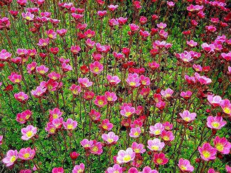 is it possible to grow saxifrage at home