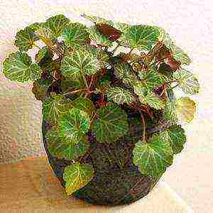 is it possible to grow saxifrage at home