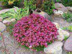 is it possible to grow saxifrage at home