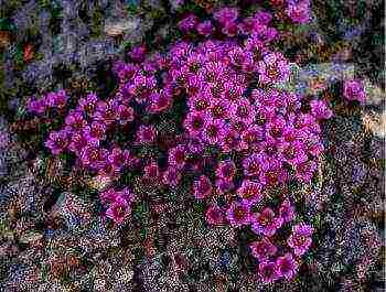 is it possible to grow saxifrage at home