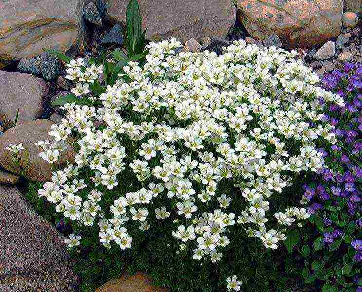 is it possible to grow saxifrage at home