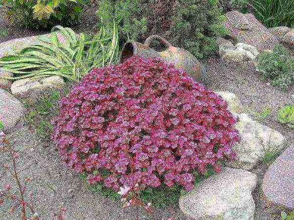 is it possible to grow saxifrage at home