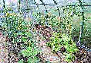 is it possible to grow cabbage with tomatoes in a greenhouse