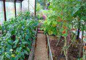 is it possible to grow cabbage with tomatoes in a greenhouse