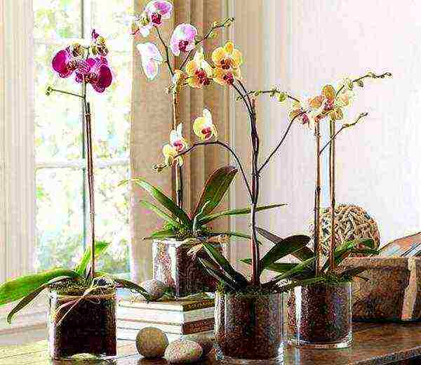 is it possible to grow indoor flowers in transparent pots