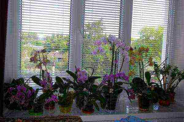 is it possible to grow indoor flowers in transparent pots