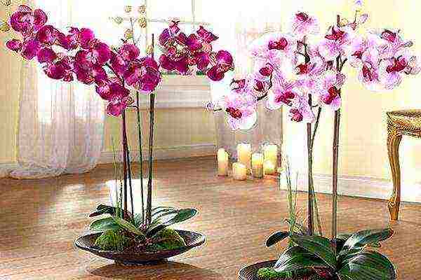 is it possible to grow indoor flowers in transparent pots