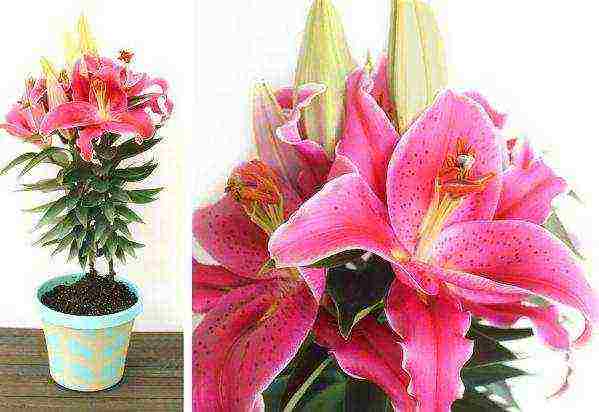 is it possible to grow lilies in pots at home