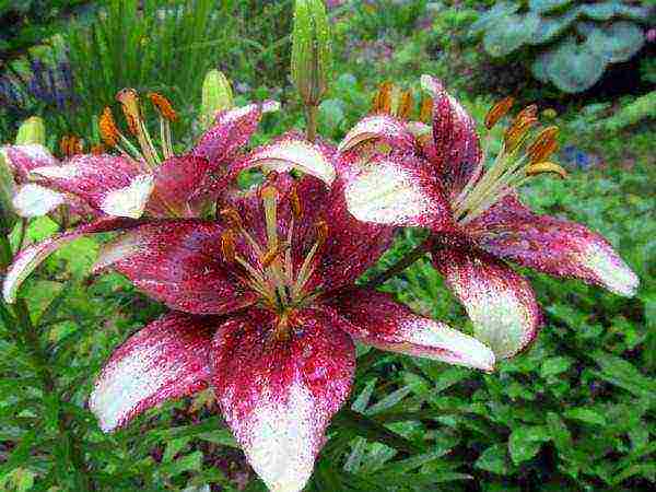 is it possible to grow lilies in pots at home