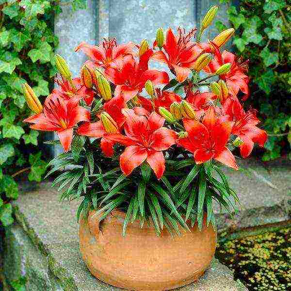 is it possible to grow lilies in pots at home