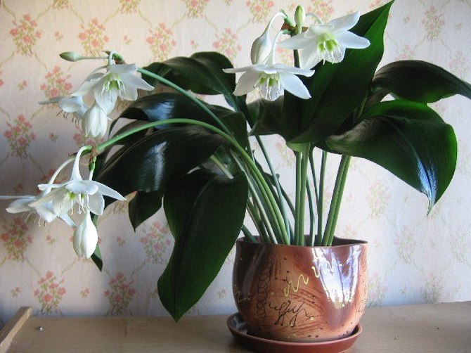 is it possible to grow lilies in pots at home