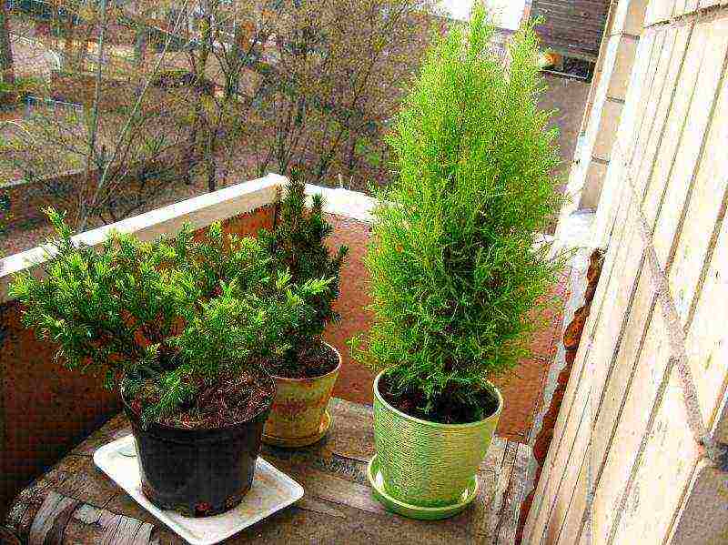 is it possible to grow juniper at home