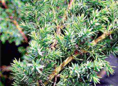 is it possible to grow juniper at home