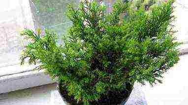 is it possible to grow juniper at home