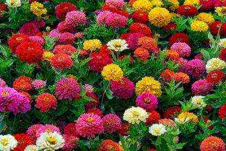 is it possible to grow annual dahlias as perennial